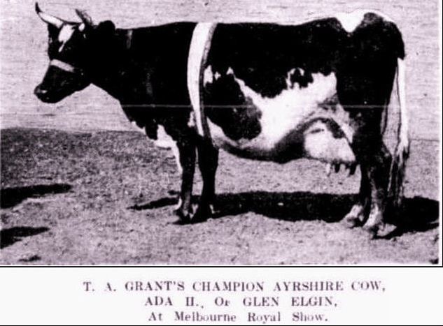 T.A.Grant's Prize Ayrshire Cow 1903, Melbourne Show
