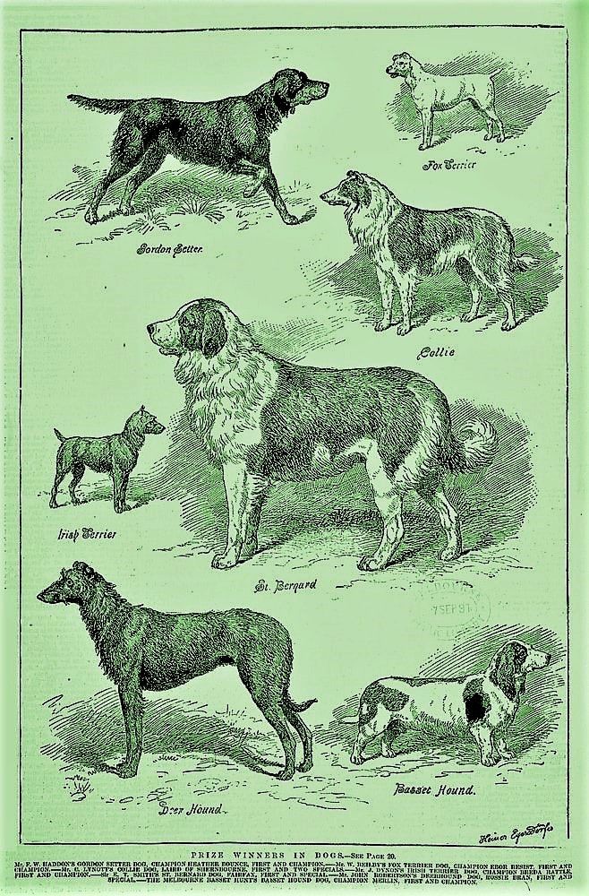 Prize winning Dogs, Royal Melbourne Show 1891