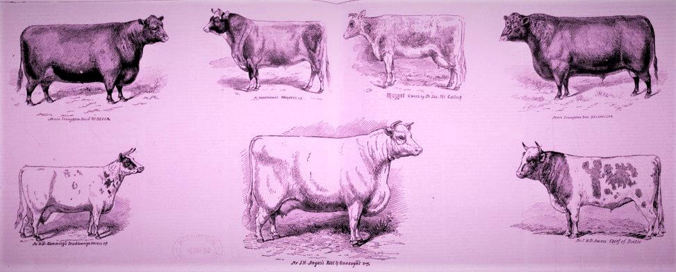Prize winning Cattle, Royal Melbourne Show 1892