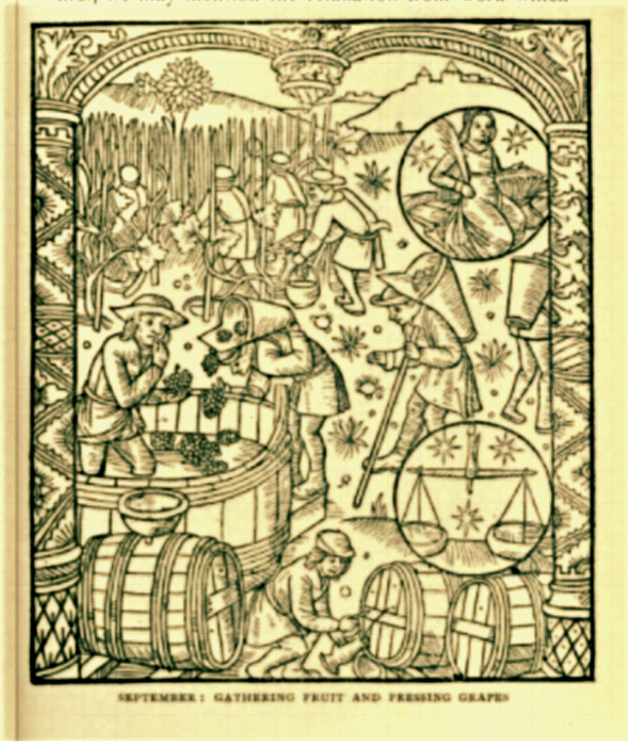15th century Villains of the Manor, gathering fruit & pressing grapes