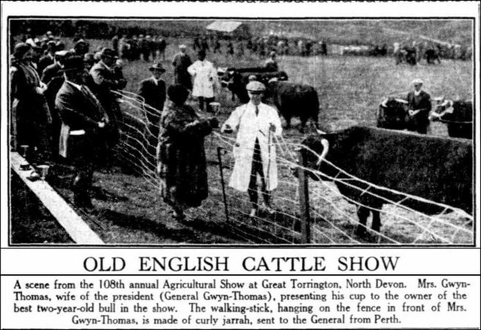 Old English Cattle Show North Devon