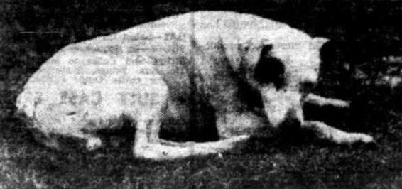 Phyllis Wiseman's fox terrier, Murders Glenroy 1938