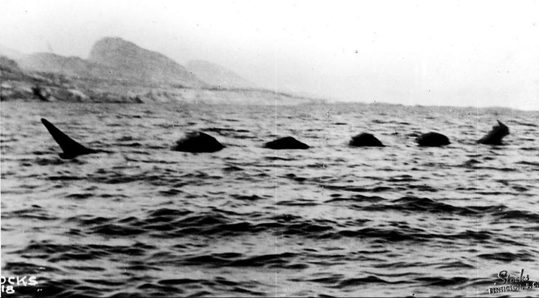Ogopogo, which remains as elusive as ever.