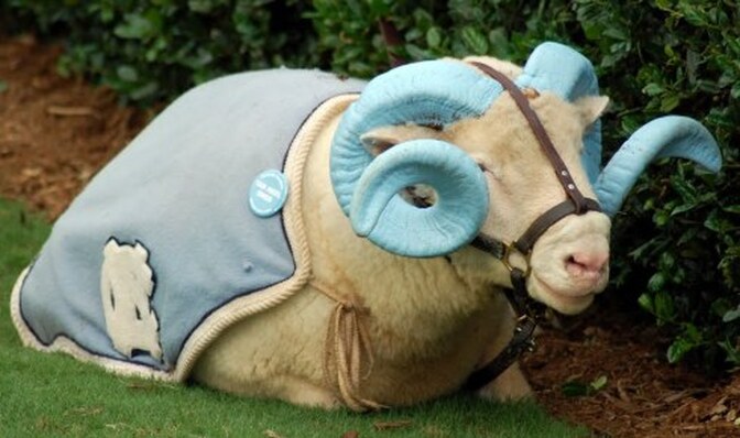 Rameses, a live Dorset ram, is the mascot of the North Carolina Tar Heels