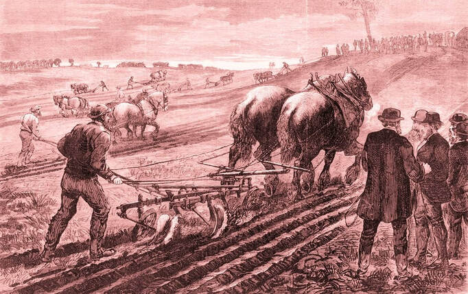 Ploughing Matches 1800's Australia