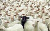 Black Sheep of the Family-