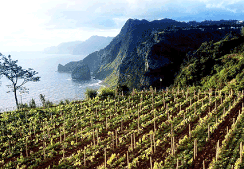 ​Madeira is a fortified Portuguese wine