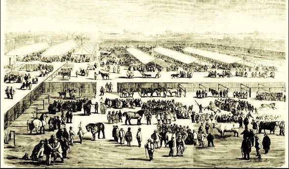 Horse & Cattle Yard at the National Agricultural Show 1864