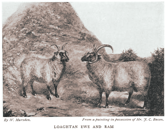 Loaghtan or 'Manx' sheep