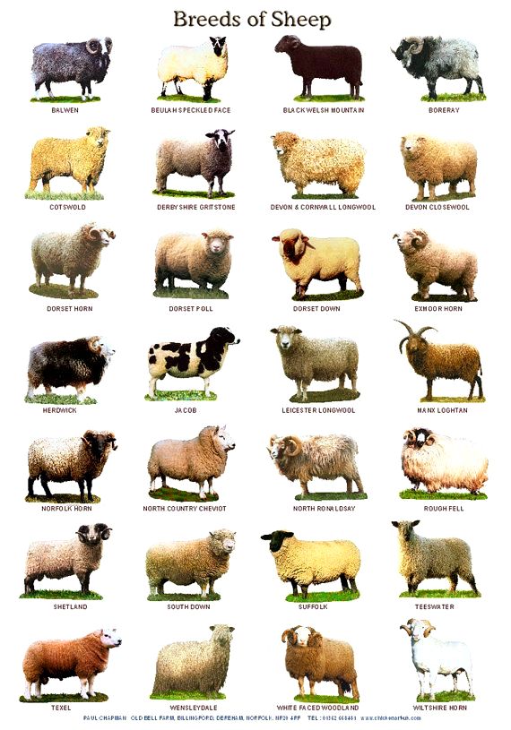 Different breeds of sheep