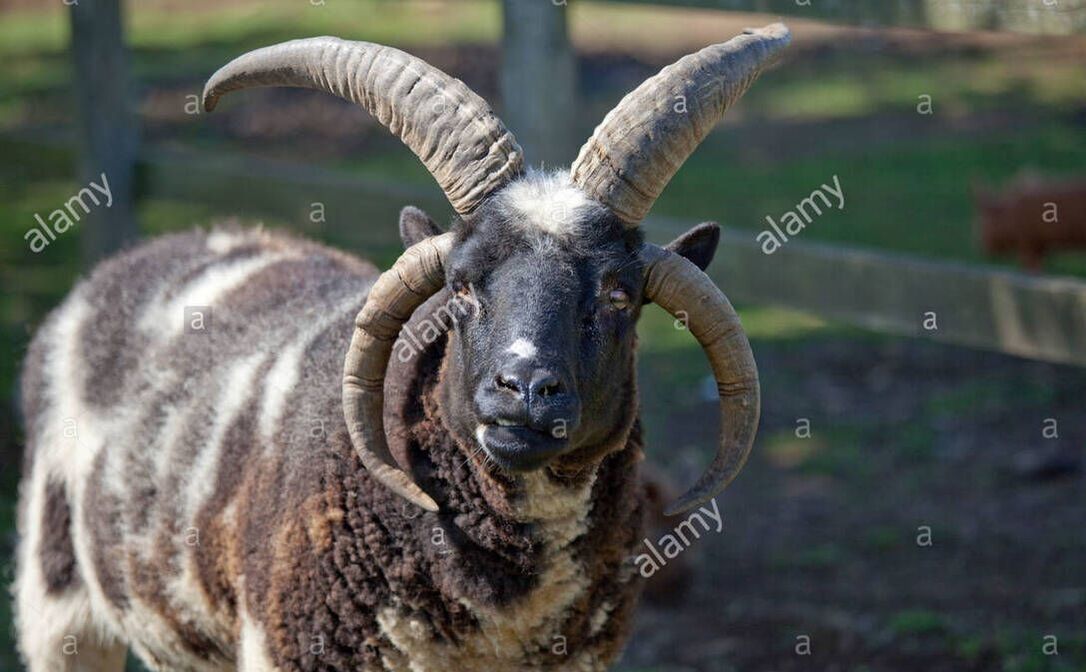 Jacob-four-horned-sheep