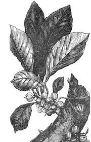 Leaf & Fruit of the Gutta Percha Tree