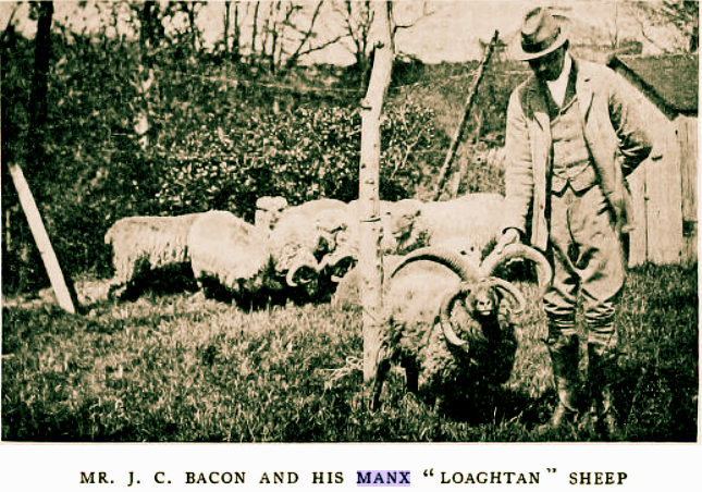 Mr. J.C. Bacon & his Loaghtan or Manx sheep