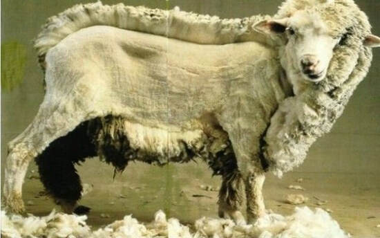 Half shorn sheep- Sheep & Shearing
