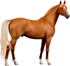 Entire Horse