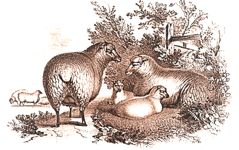 Southdown sheep & lambs 1840