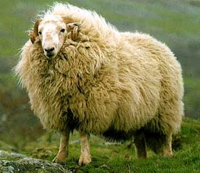 Welsh Wool industry